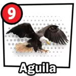 Aguila