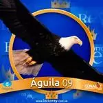 Aguila