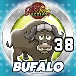 Bufalo