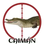 Caiman
