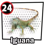 Iguana