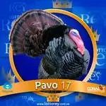 Pavo